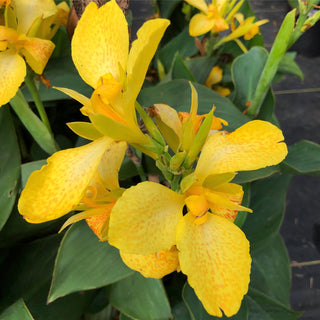 Canna Lily Yellow