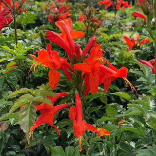 Tecoma Red Bush