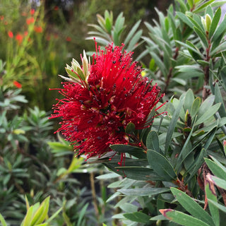Little John Dwarf Bottlebrush