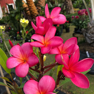 Plumeria (Assorted Colors in Large Containers)