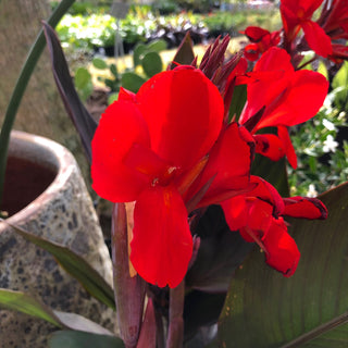 Canna Lily Tropic Red
