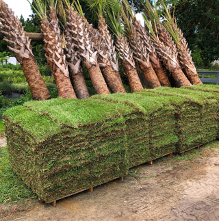 Centipede Sod