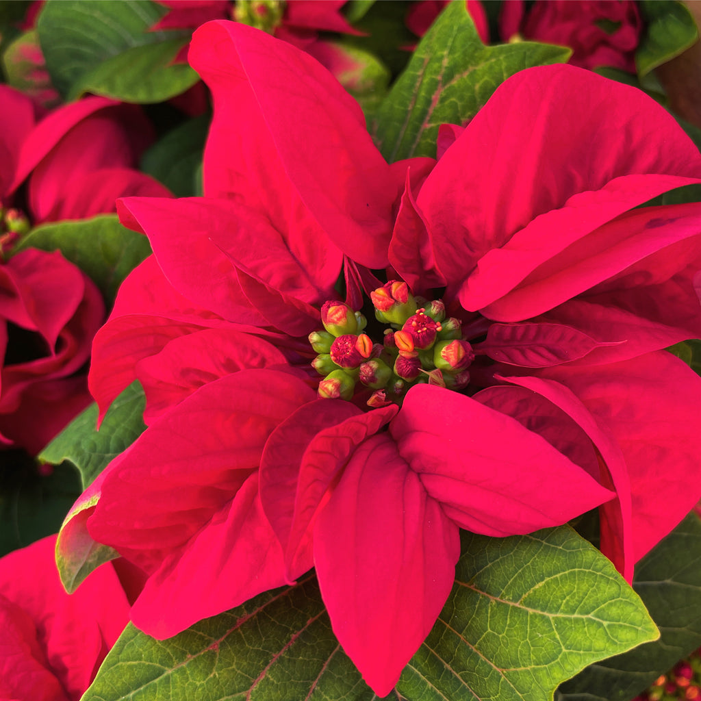 Winter Rose Poinsettia – Panhandle Palm & Rock