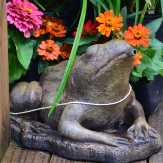 Frog Pond Spitter