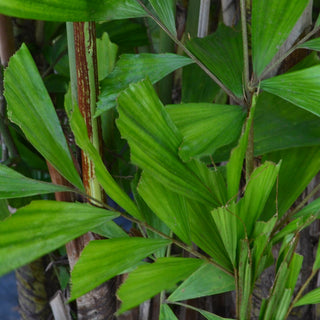 Chinese Fishtail Palm (Gallon Sizes)