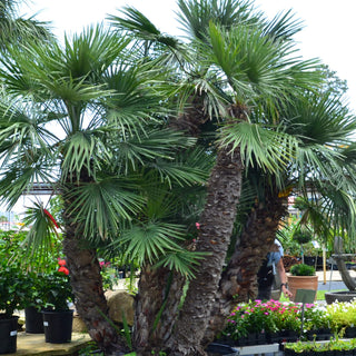 European Fan Palm