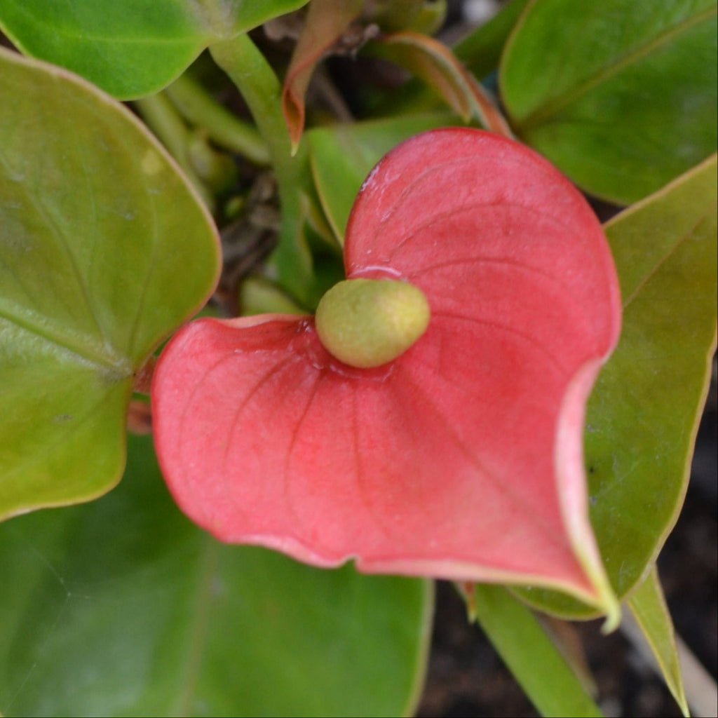 anthurium small talk red Small Talk Pink Anthurium – Panhandle Palm & Rock