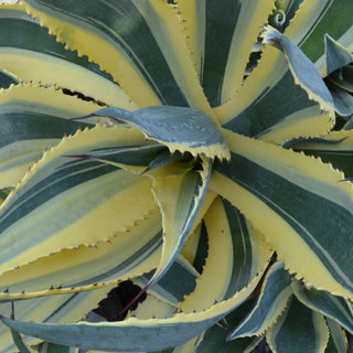 Variegated Century Plant