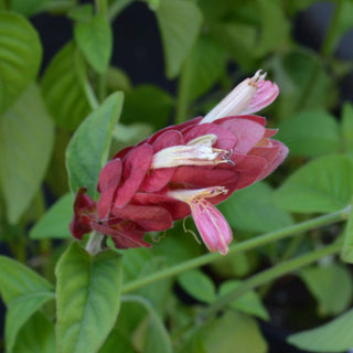 Shrimp Plant
