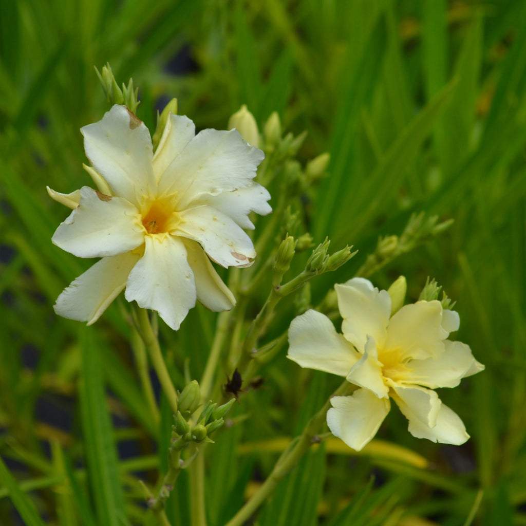 Yellow Oleander – Panhandle Palm & Rock