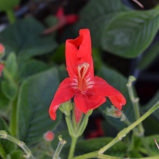 Ruellia Ragin Cajun