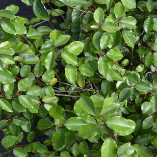 Elaeagnus