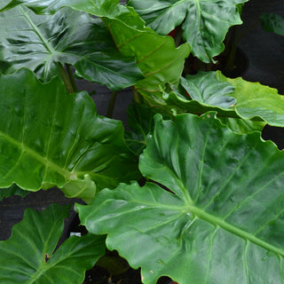 Alocasia Portora