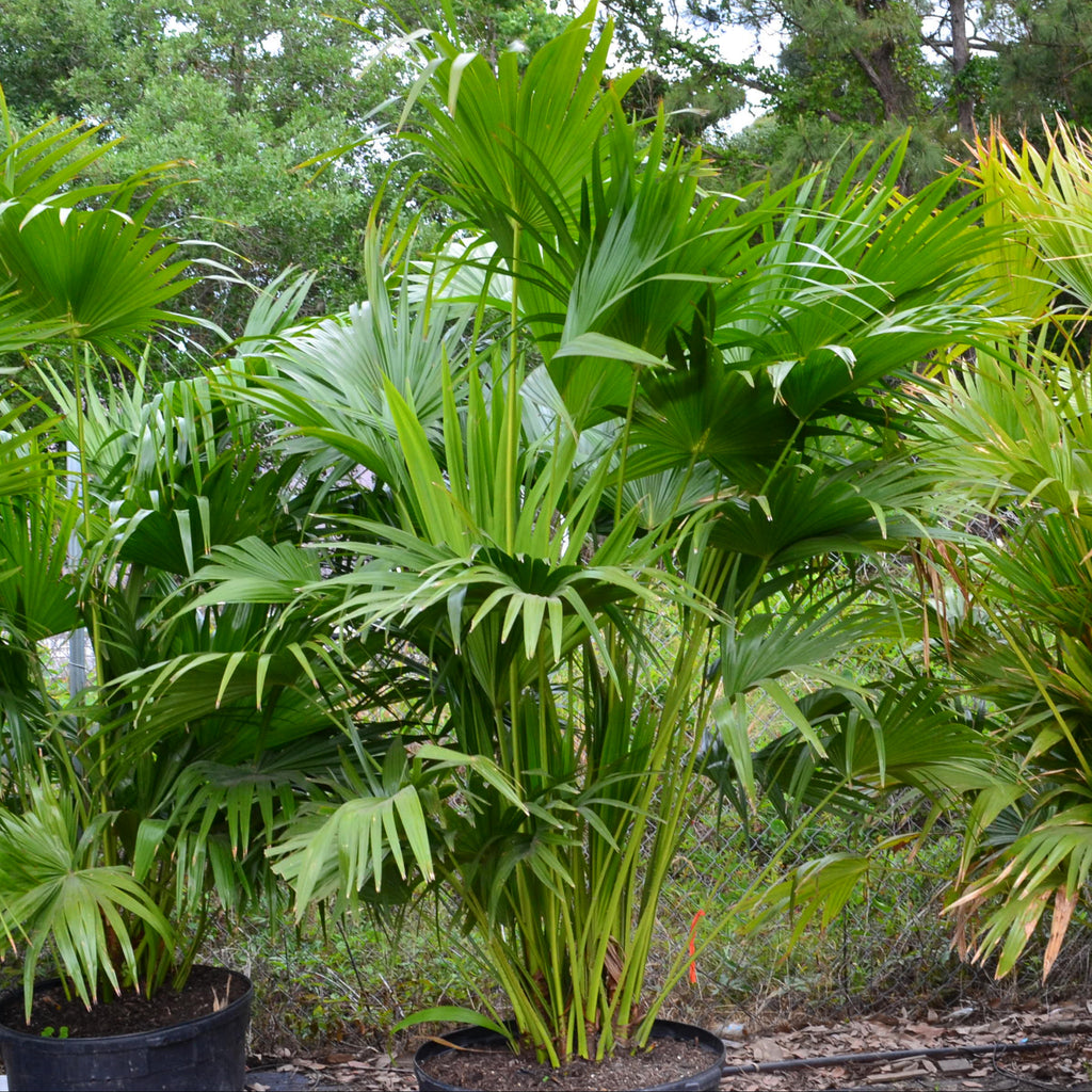 Chinese Fan Palm (Gallon Sizes)  Panhandle Palm & Rock