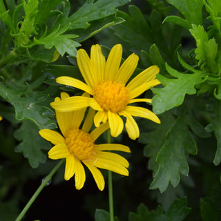 Bush Daisy