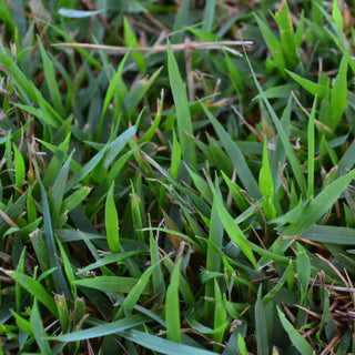 Zoysia Sod