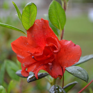 Encore® Autumn Embers Azalea