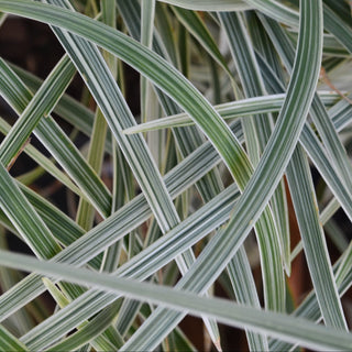Aztec Grass