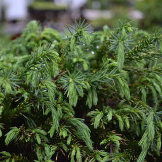 Cryptomeria Globosa Nana