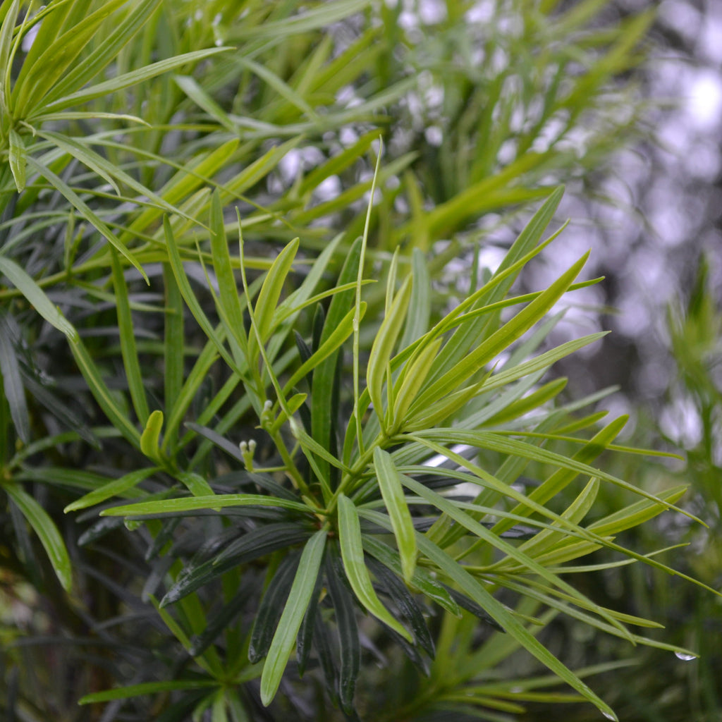 Podocarpus (Japanese Yew/Maki) – Panhandle Palm & Rock