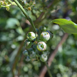Rabbiteye Blueberry