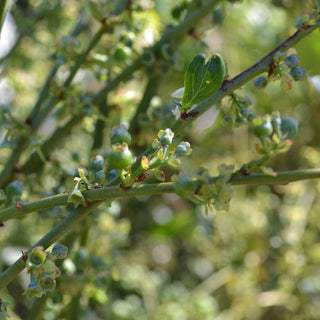 Rabbiteye Blueberry