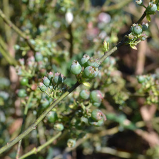 Rabbiteye Blueberry