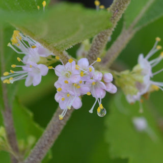 American Beauty Berry