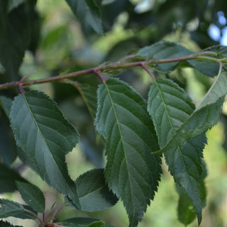 Okame Flowering Cherry Tree