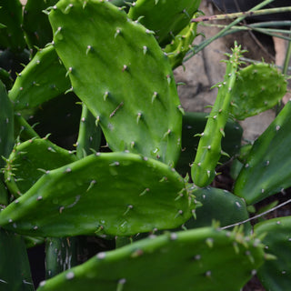 Thornless Prickly Pear