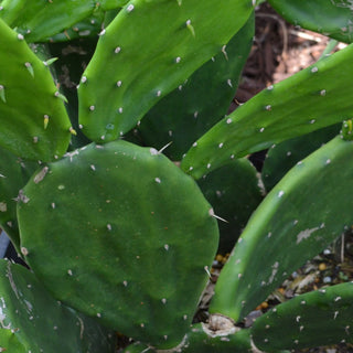 Thornless Prickly Pear