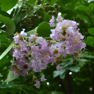 Muskogee Crape Myrtle