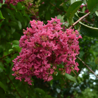 Miss Sandra Crape Myrtle