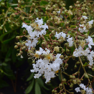Natchez Crape Myrtle