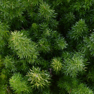 Foxtail Fern