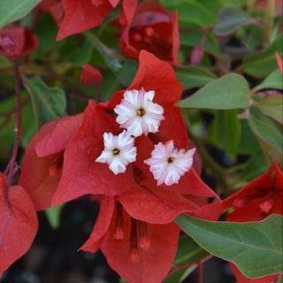 Bougainvillea Flame
