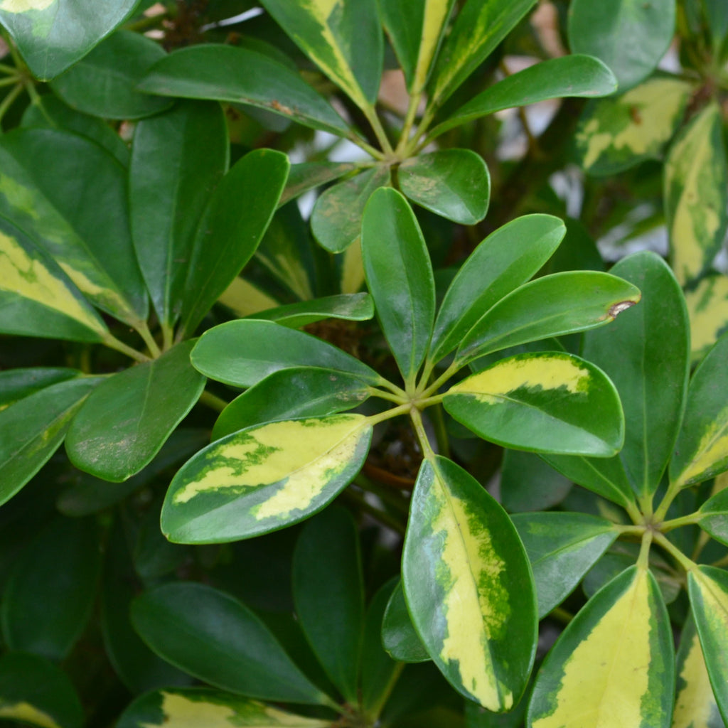 schefflera arboricola trine Schefflera Trinette – Panhandle Palm & Rock