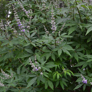Vitex Butterfly Bush