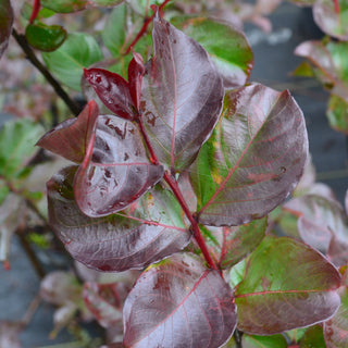 Rhapsody Crape Myrtle