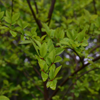 Lacebark Elm
