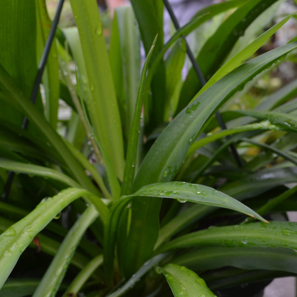 chlorophytum irish Green Irish Chlorophytum – Panhandle Palm & Rock