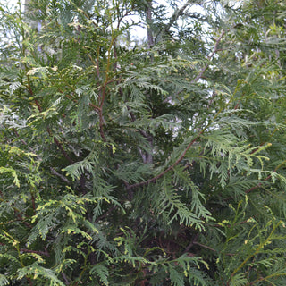 Arborvitae Green Giant