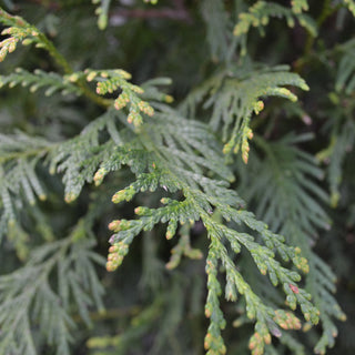Arborvitae Green Giant