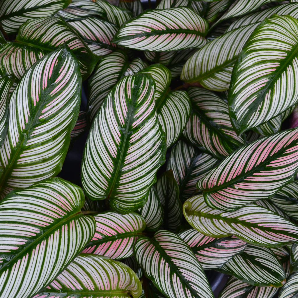White Star Calathea Majestica – Panhandle Palm & Rock