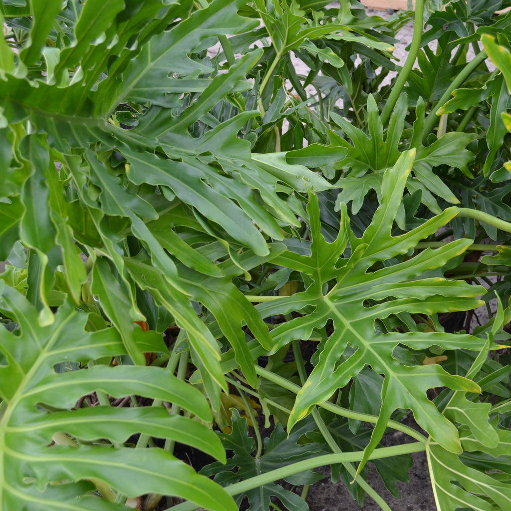 comb-leaf philodendron Split Leaf Philodendron – Panhandle Palm & Rock