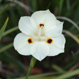 Yellow African Iris