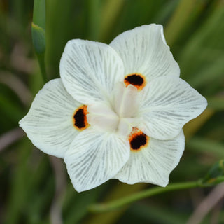 Yellow African Iris