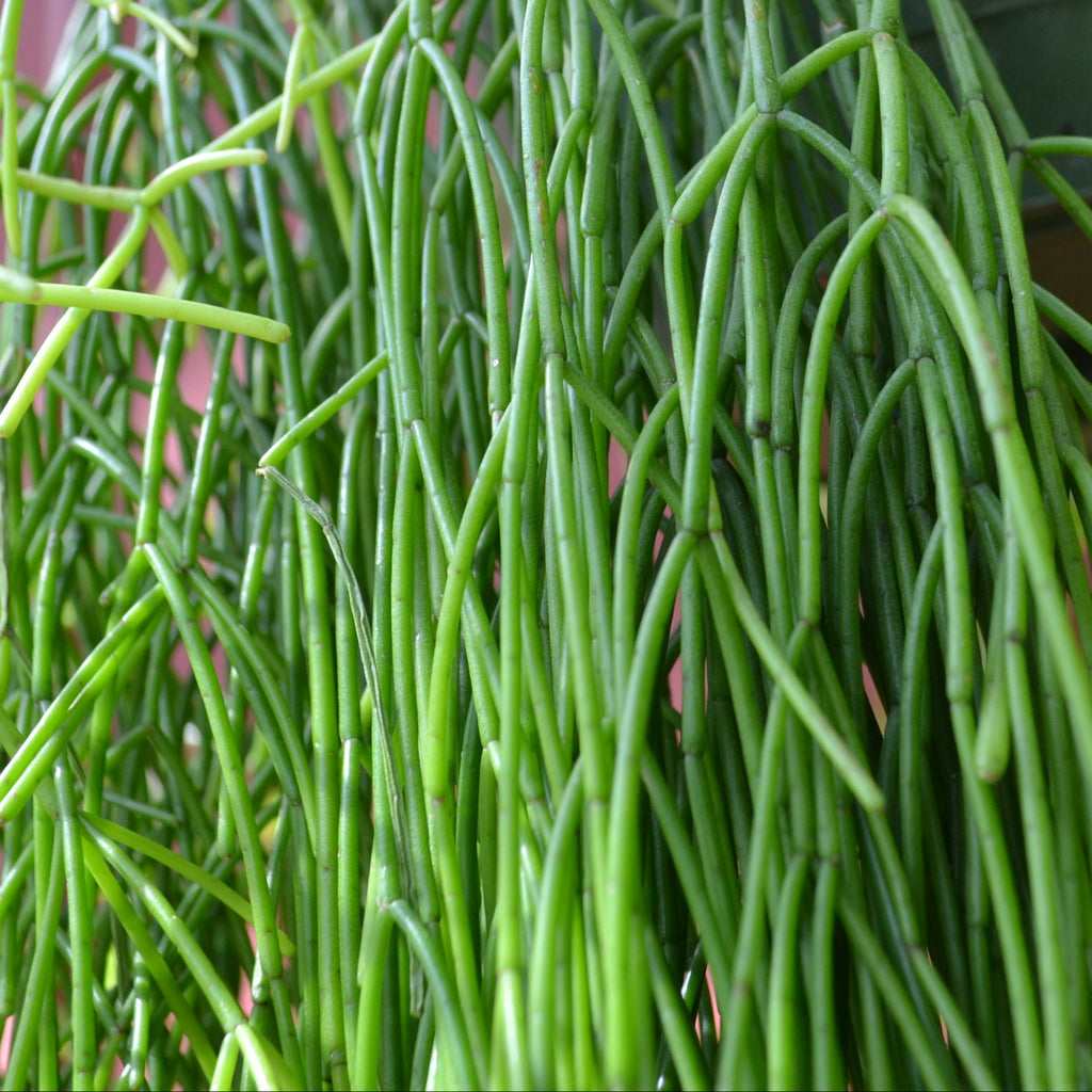 Rhipsalis Mistletoe Cactus – Panhandle Palm & Rock