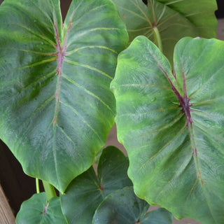 Colocasia Pharoah's Mask
