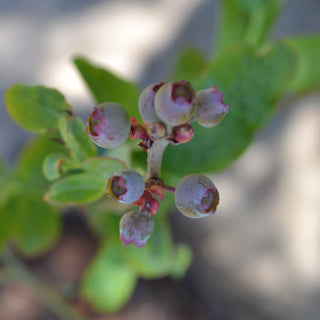 Rabbiteye Blueberry